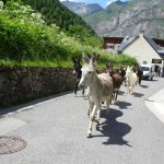 J4-Cirque-de-Gavarnie-22