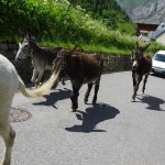 J4-Cirque-de-Gavarnie-23